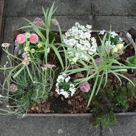 Kübel- und Terrassenbepflanzung