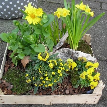 Kübel- und Terrassenbepflanzung